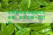 女明星喝普洱茶圖片大全集：高清大圖一網(wǎng)打盡