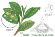 先泡茶好嗎？，玫瑰花茶價(jià)格