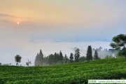 涼茶要熱 喝冰鎮(zhèn)涼茶容易傷胃，昆侖雪菊的功效