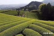 黑普洱茶是什么味道