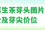 普洱生茶芽頭圖片高清大全及芽尖價位