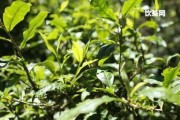 熟普洱茶怎樣保存