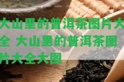 大山里的普洱茶圖片大全 大山里的普洱茶圖片大全大圖