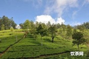 \"黃梨茶木圖片大全高清-黃梨茶樹照片全景\"