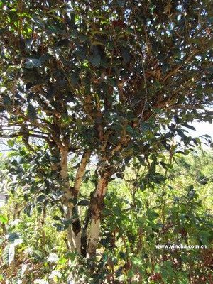 布朗山老班章古樹茶 布朗山老班章古樹茶普洱茶勐海品香園