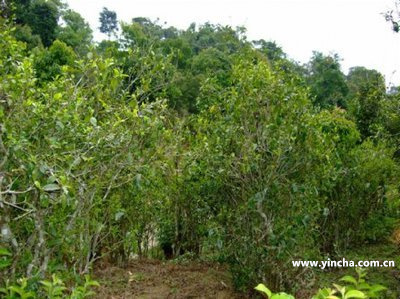 瓦龍古樹茶口感特點描述及產(chǎn)地