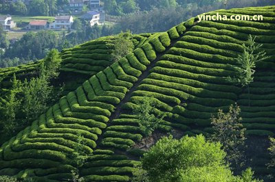 普洱茶：從產(chǎn)地到品質(zhì)，全方位解析與品鑒指南