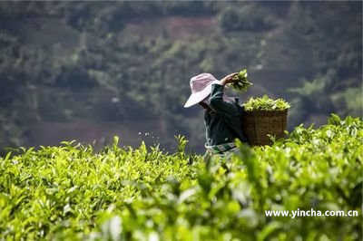 老班章屬于哪個(gè)品牌？是哪個(gè)公司生產(chǎn)的？屬于什么檔次？哪里產(chǎn)的？