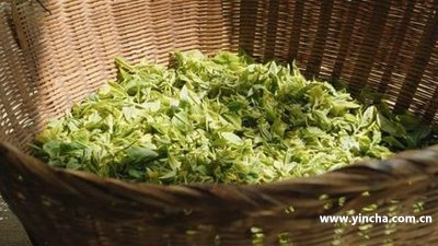 西雙版納普洱茶區(qū)茶山分布圖及產(chǎn)區(qū)簡介