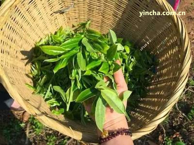 天生源陳皮普洱茶價格與茶業(yè)品牌，古樹紅茶品質評價