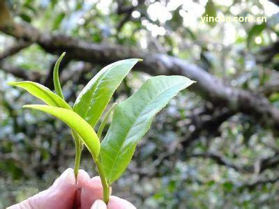 冰島茶產(chǎn)地海拔高度與分布情況