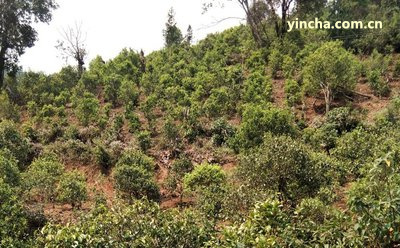 一扇磨普洱茶價格及特點，茶區(qū)歸屬和生普介紹