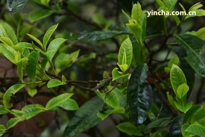 云南普洱茶是熱性還是涼性？屬于什么茶類？