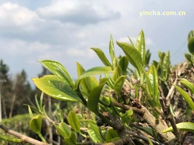 普洱茶的年份按原料日期還是生產(chǎn)日期計算？解析普洱茶年份看原料日期與生產(chǎn)日期。