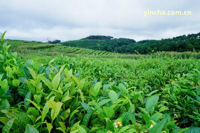 勐海縣永明茶廠茶磚黃金磚價格表：多少錢？