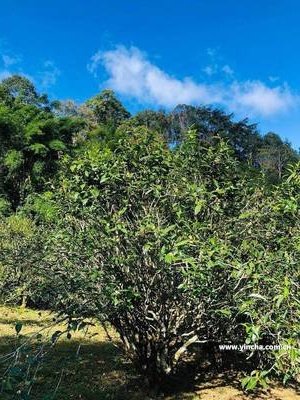 權(quán)威資深資訊:喝了普洱茶大便次數(shù)多,喝了普洱茶大便次數(shù)多正常嗎「22日已更新動態(tài)」