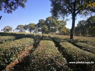 林位于哪個茶區(qū)的范圍內(nèi)？探索該地區(qū)的地理特點與茶葉生產(chǎn)