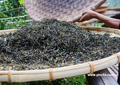 含茶多酚最多的茶葉排行及其對人體的危害