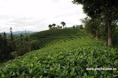 龍印班章普洱熟茶價格及禮盒，一斤多少錢？