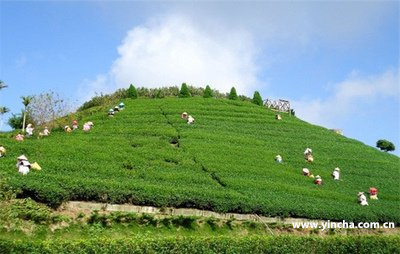 林位于哪個茶區(qū)的范圍內(nèi)？探索該地區(qū)的地理特點與茶葉生產(chǎn)