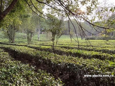 黃家寨古樹茶一般多少錢一斤？特點(diǎn)及所屬茶區(qū)