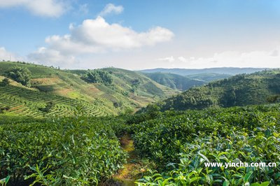 南糯山51號(hào)茶農(nóng)曬紅茶口感及價(jià)值，2015年茶價(jià)和名茶評(píng)測