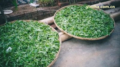 勐海茶廠1999年全部產(chǎn)品名稱、圖片與價(jià)格，包含8582 99年款