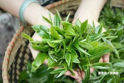 永明茶廠07年班章頌：價格、值得買嗎、老班章