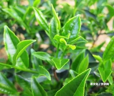 普洱茶的地位與價(jià)值：中躍介紹普洱茶的歷與特點(diǎn)