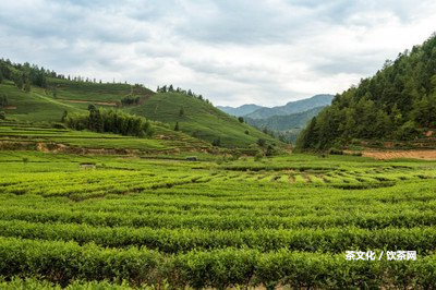 斗記普洱生茶有多少種及其品質(zhì)、價格、等級和未來發(fā)展趨勢