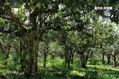 普洱茶圓餅正確撬法圖片及價(jià)格視頻教程，圓餅普洱茶拆開步驟完整指南