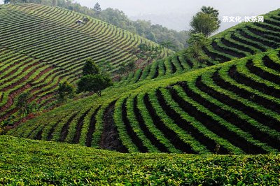 大樹普洱茶怎么樣好喝？特點(diǎn)及圖片介紹