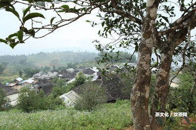 勐庫印象普洱生茶午一：品味勐庫茶廠的映象