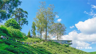 普洱茶金花的功效、作用及禁忌