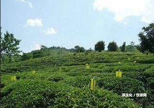 班章茶大樹典藏品價格及歷年典藏，茶廠老班章價格