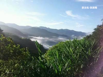 菊加陳皮加普洱茶的功效、作用與禁忌詳解