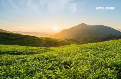 昔歸和冰島茶產(chǎn)地、價格及口感區(qū)別，哪個更好喝？