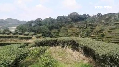 普洱茶長出的菌及其菌類情況