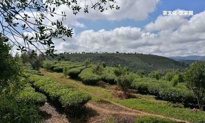 麻黑普洱茶2018價格表及口感特點(diǎn)，茶區(qū)及生茶價格