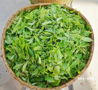 02年生普洱茶價(jià)格及品質(zhì)，年份越久越好嗎？