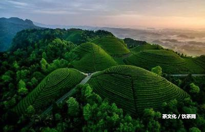 熟普洱茶哪個牌子好喝又便宜？-全面推薦熟普洱茶好喝的牌子