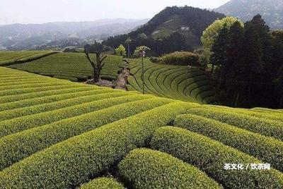 普洱茶熟餅存放方法圖解：完整指南及視頻教程