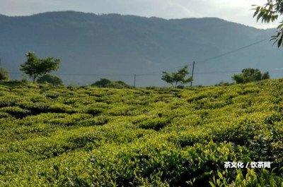 怎么泡普洱茶熟茶茶餅視頻教程