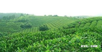 普洱人家茶餅價格表及茶葉介紹