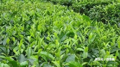 多美普洱茶是生茶還是熟茶？采用方法和評(píng)價(jià)