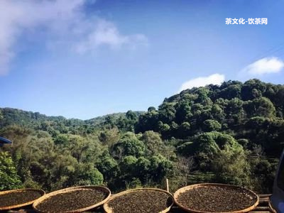 深山古茶普洱生茶357克價格，包含深山古韻和古樹普洱茶，不含無關(guān)字眼。