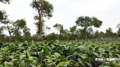 普洱哪個山頭好喝一點(diǎn)的茶香氣高口感好？