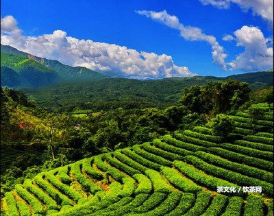 多美普洱茶的功效與作用：熟悉多美普洱茶效果，今天喝多美普洱茶了嗎？