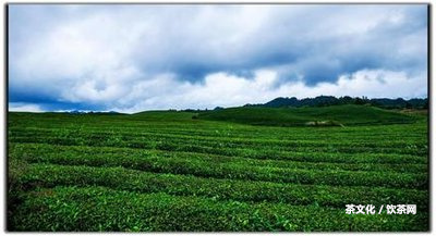 普洱茶糯米香茶是什么茶，功效及分類解析