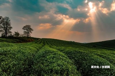 白普洱茶制作精髓及方法